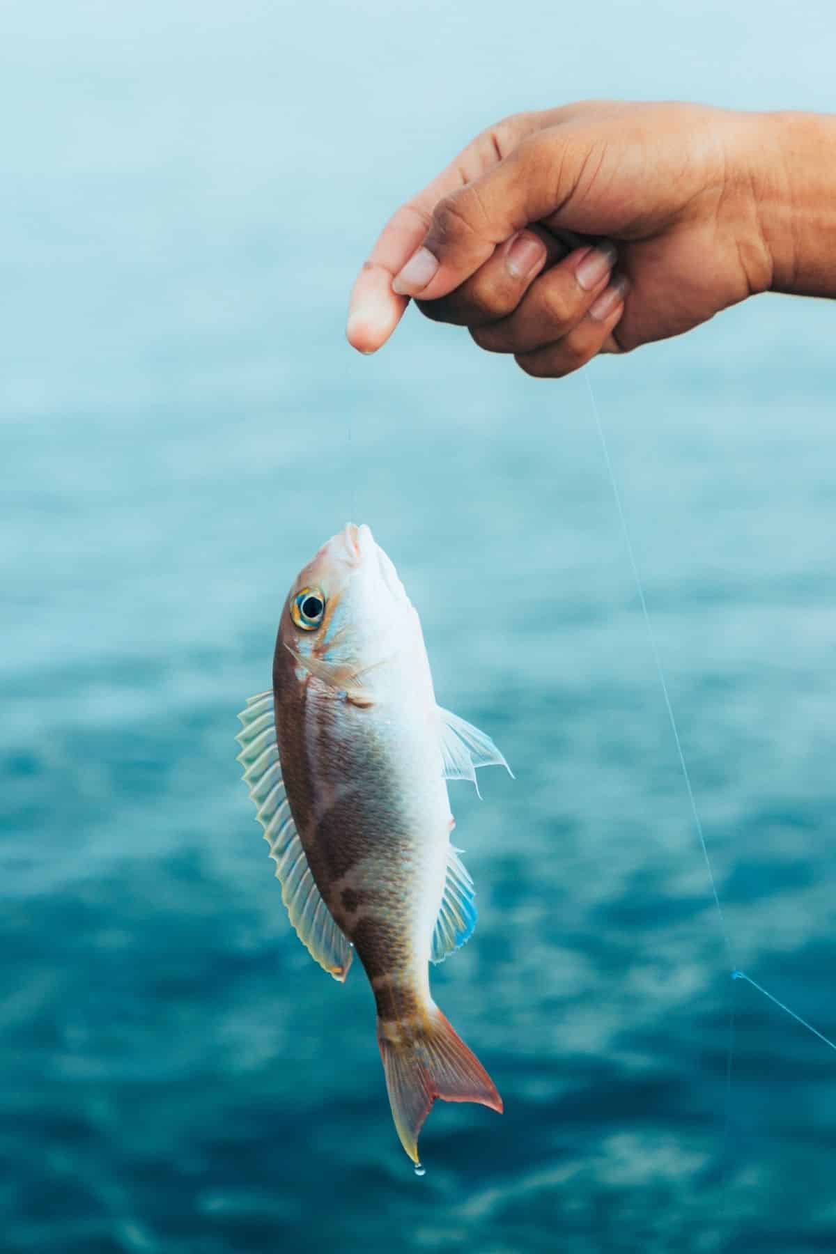 300 Funny Fish Puns And Jokes You Are Fishing For ?