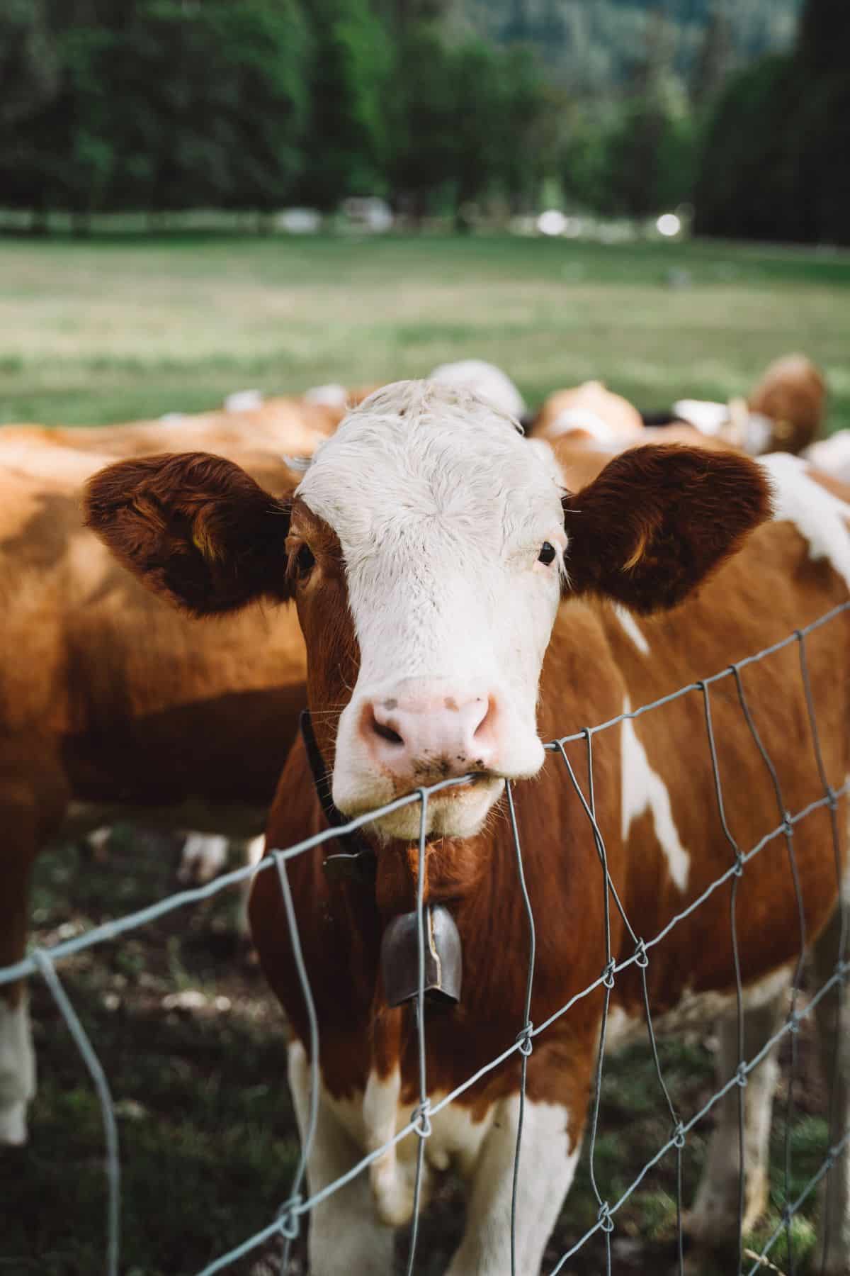 795 Funny Cow Names That Are Amoosing (2024)
