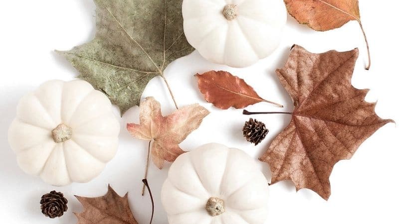 Eight Ways to Make Your Thanksgiving Celebration a Little More Green