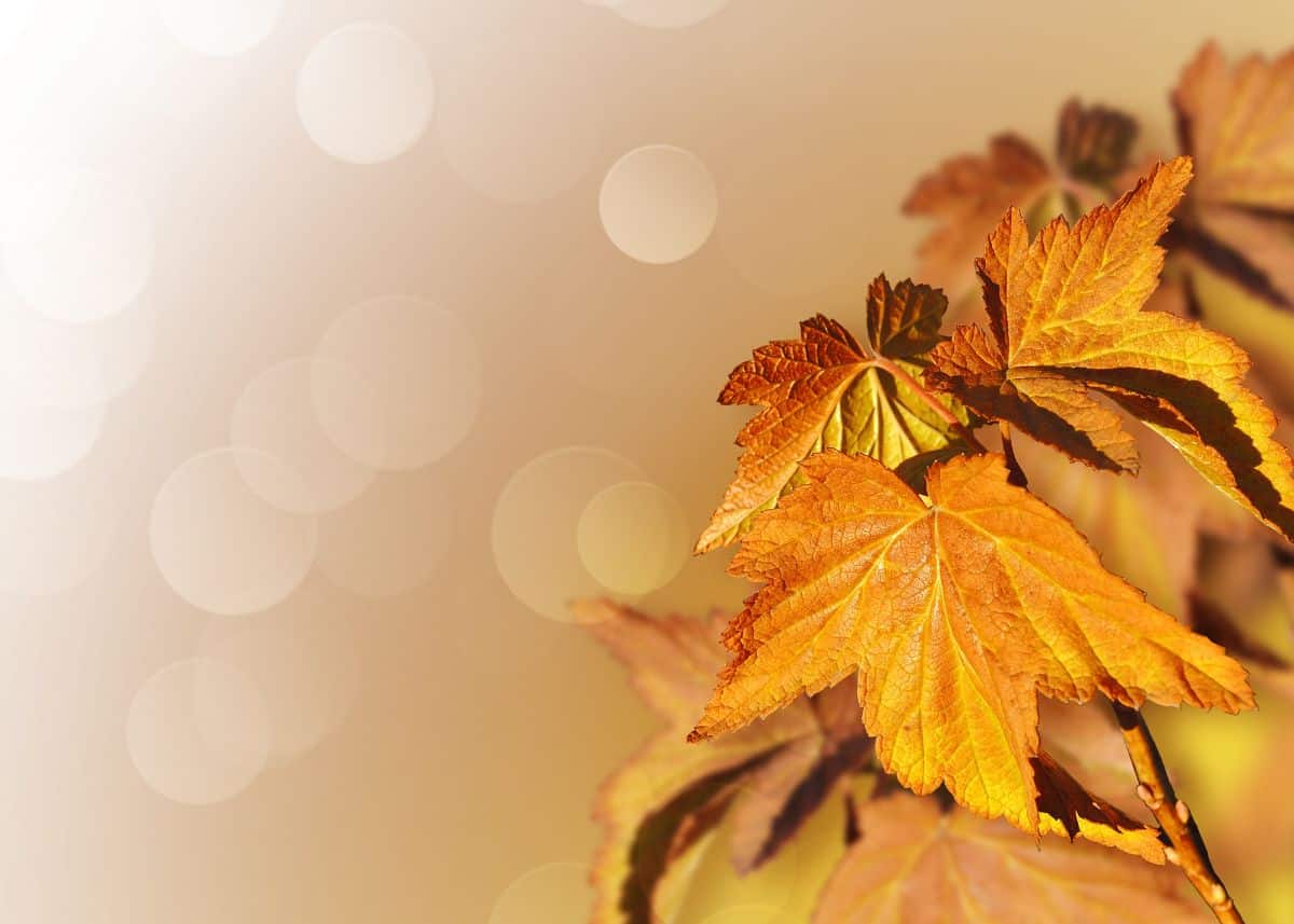 A closeup of orange Fall leaves.