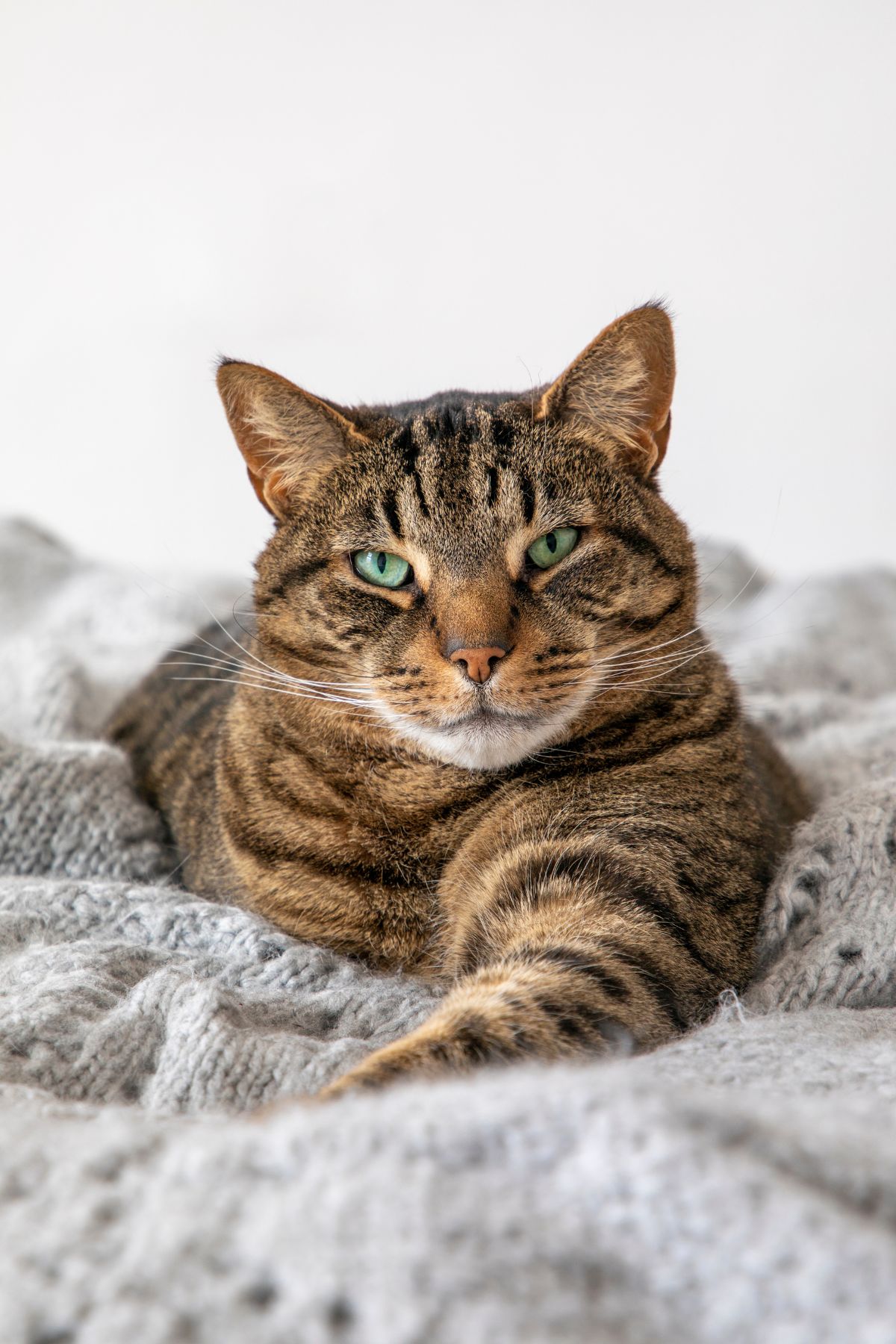 325 Funny Cat Puns And Jokes That Are Purrfect!