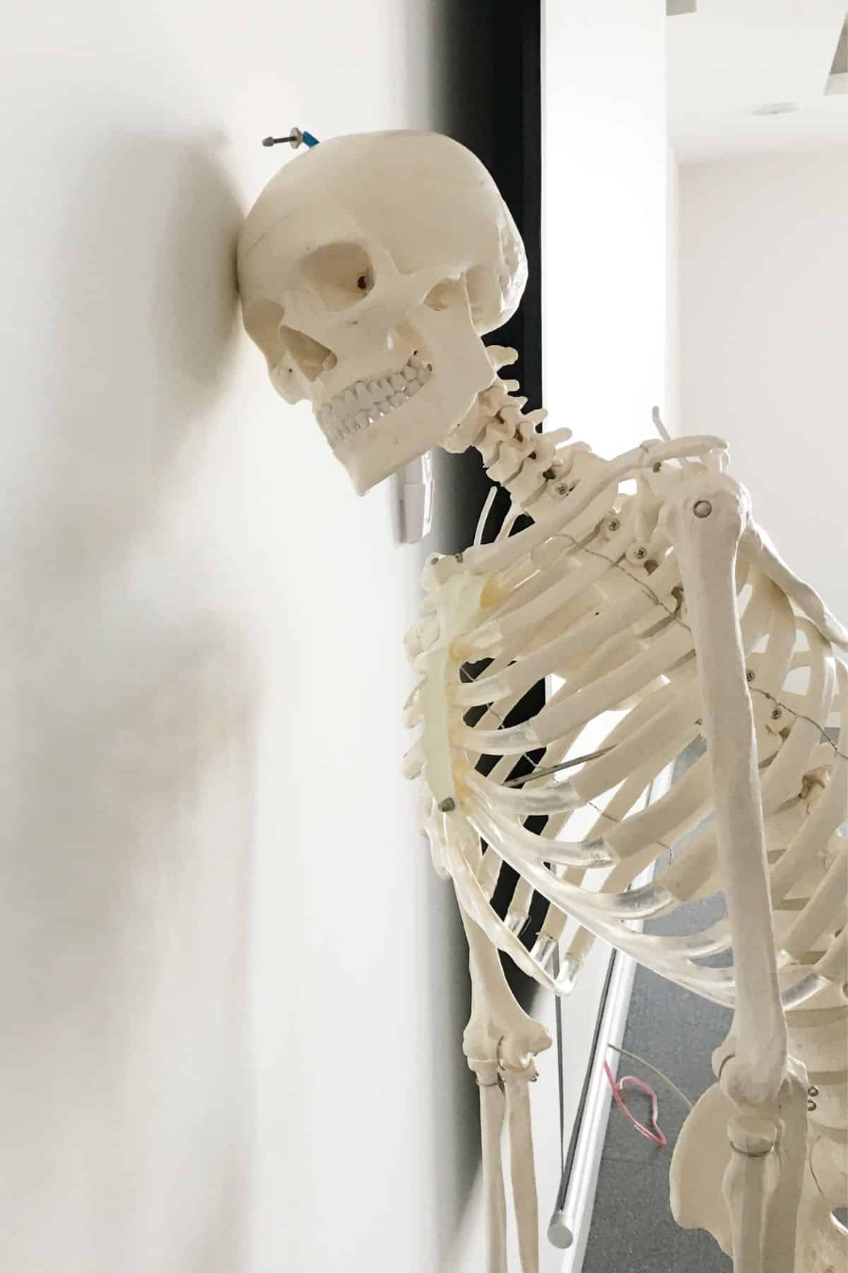 180 Best Skeleton Puns And Jokes That Are Humerus
