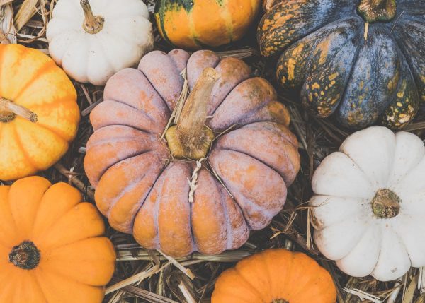 Here are a pink, green, orange, and white pumpkins.