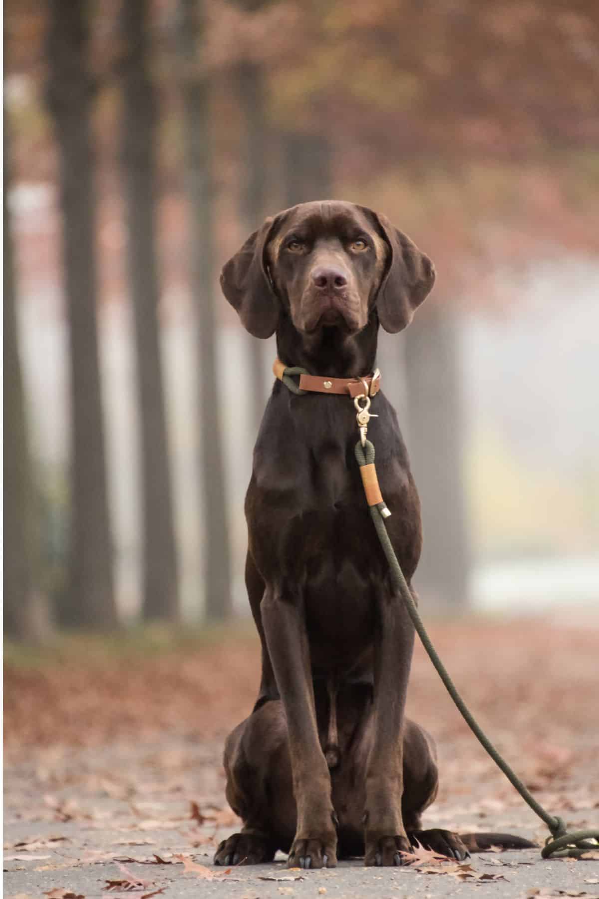 555 Best Gangster Dog Names For Your Strong Dogs