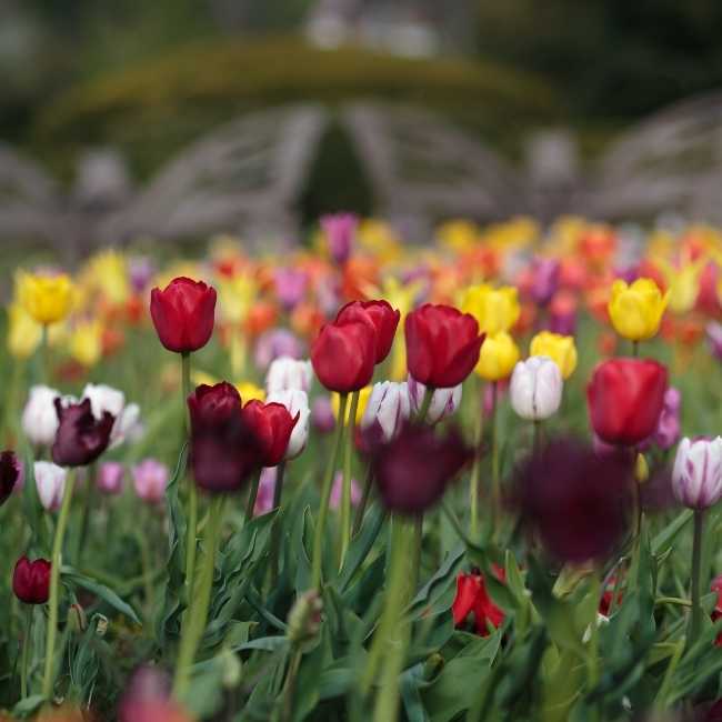 visit the botanical gardens with your mother as a nice experience gift for mothers day or her birthday
