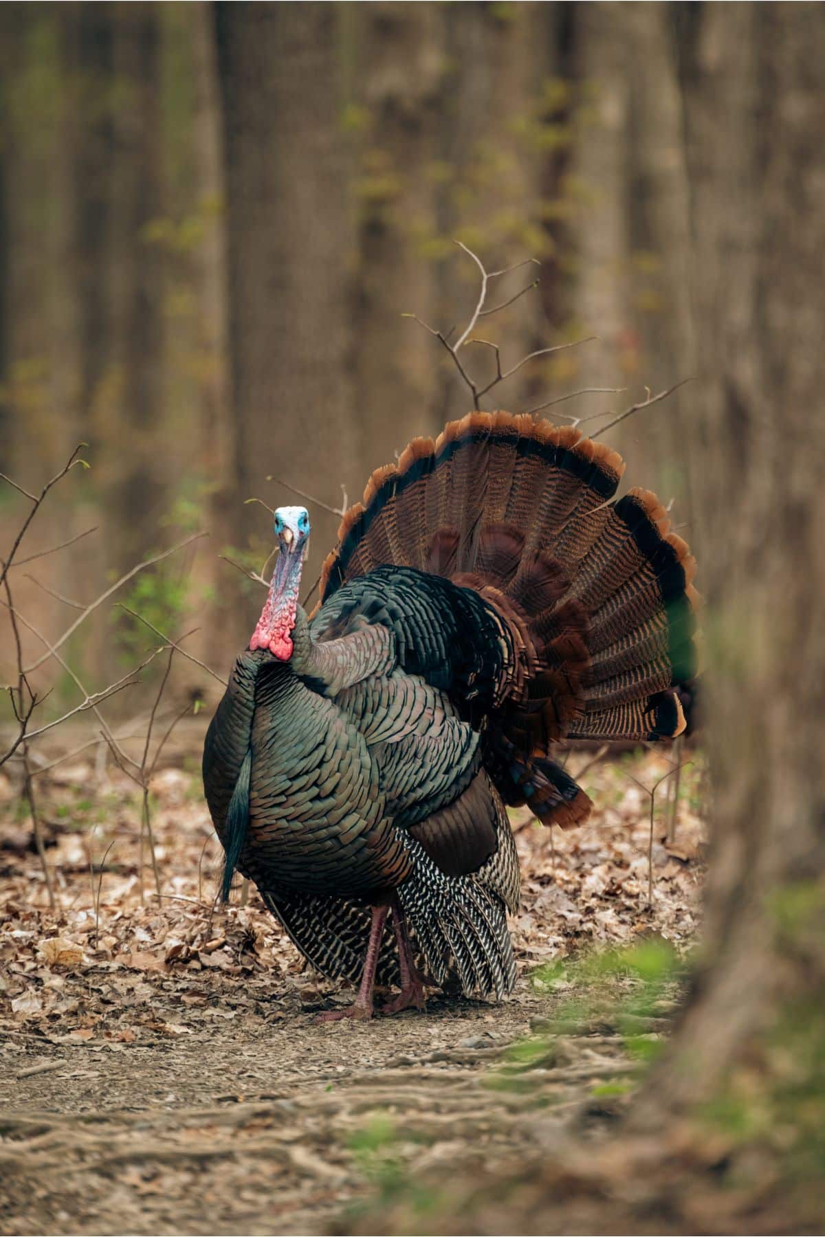 197 Funny Turkey Puns And Jokes For Thanksgiving