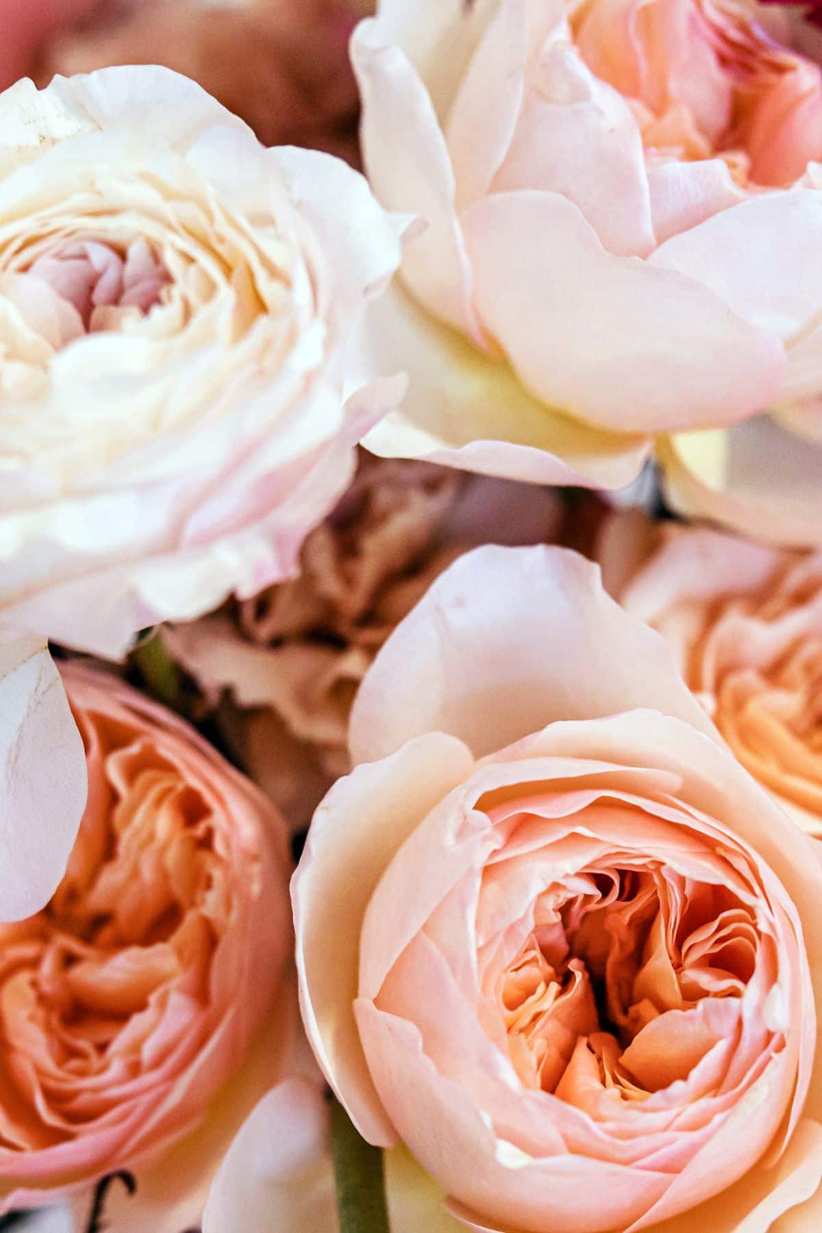 285 Best Flower Puns And Jokes To Make Your Daisy