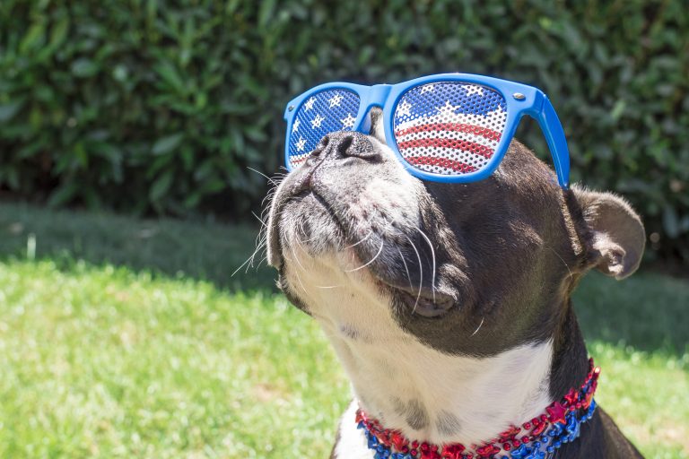 Paws and Patriotism: Including Your Furry Friends in the Festivities